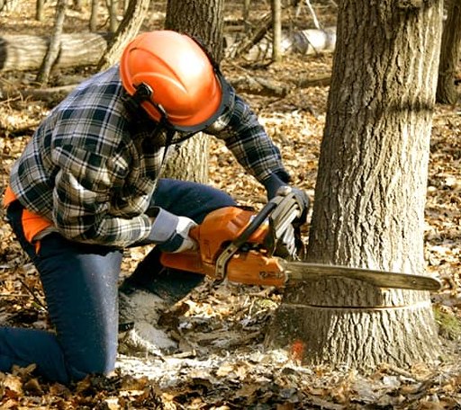 Tree Removal in Jefferson, ME